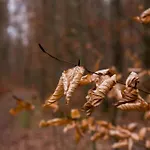 Διαμέρισμα Obst- Und Schaefler Hattnau
